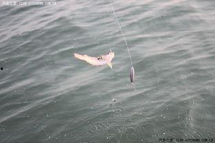 娱乐吃瓜钓鱼视频,吃瓜、钓鱼视频带你领略休闲生活新风尚