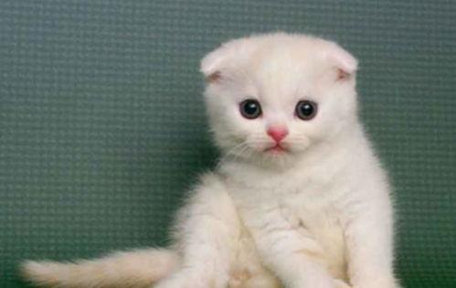 娱乐吃瓜君猫咪摇头