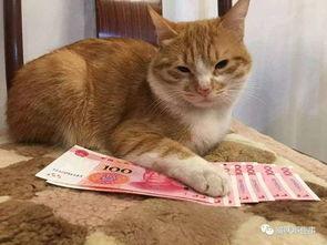 娱乐吃瓜君猫咪摇头